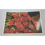 Vintage 70s Hawaiian Photo Souvenir laminated Place Mats Polynesian Anthuriums